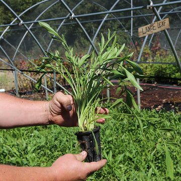 Image of lanceleaf coreopsis.